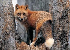 red-fox-on-tree-wallpaper